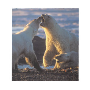 Polar bear sows with cub at side, 1002 coastal notepad