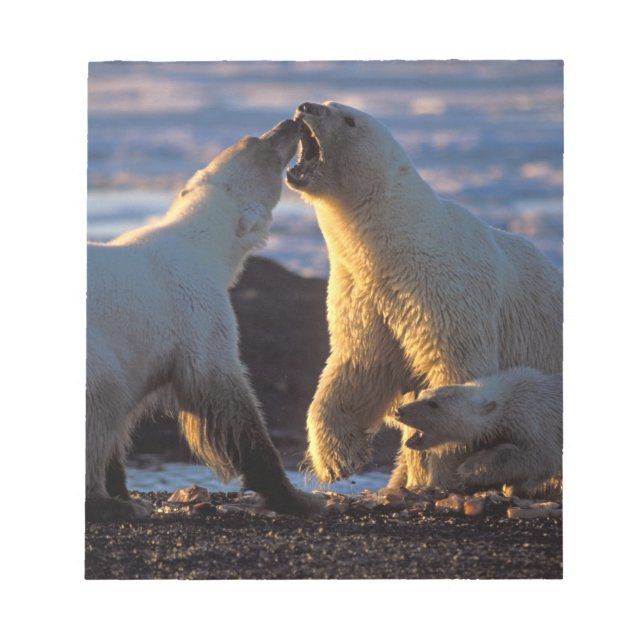 Polar bear sows with cub at side, 1002 coastal notepad (Front)