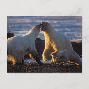 Polar bear sows with cub at side, 1002 coastal postcard