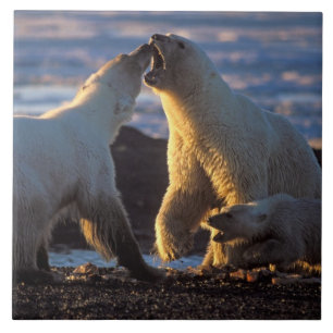 Polar bear sows with cub at side, 1002 coastal tile