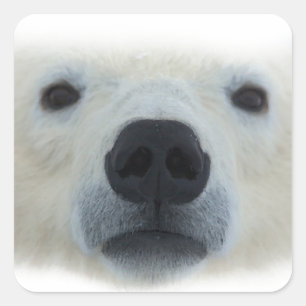 Polar Bear Square Sticker