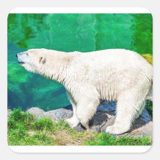 Polar bear square sticker (Front)