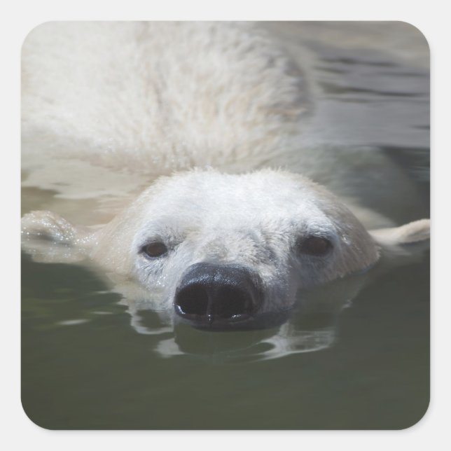 Polar Bear Square Sticker (Front)