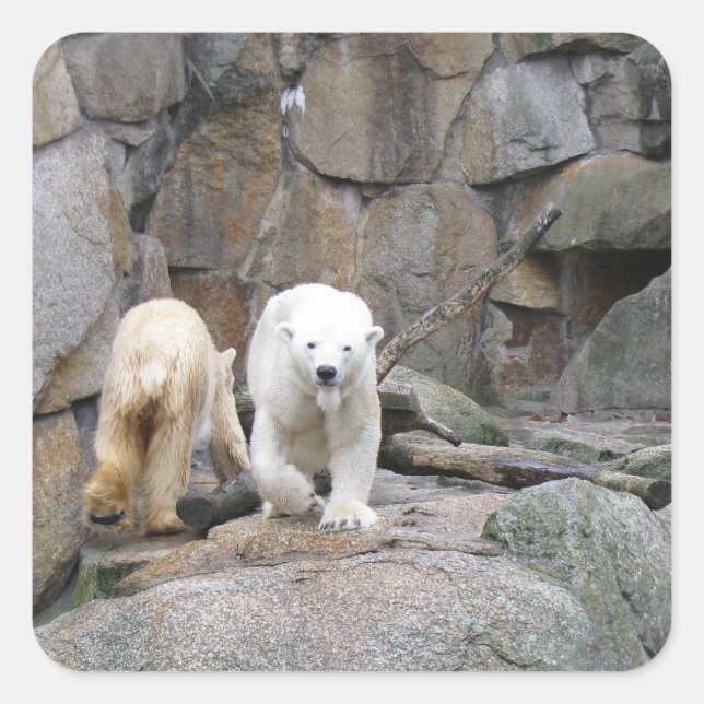 POLAR BEAR stickers (Front)
