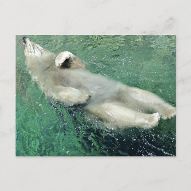 Polar Bear Swimming on his Back Postcard (Front)