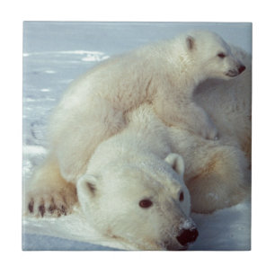 Polar Bear Tile