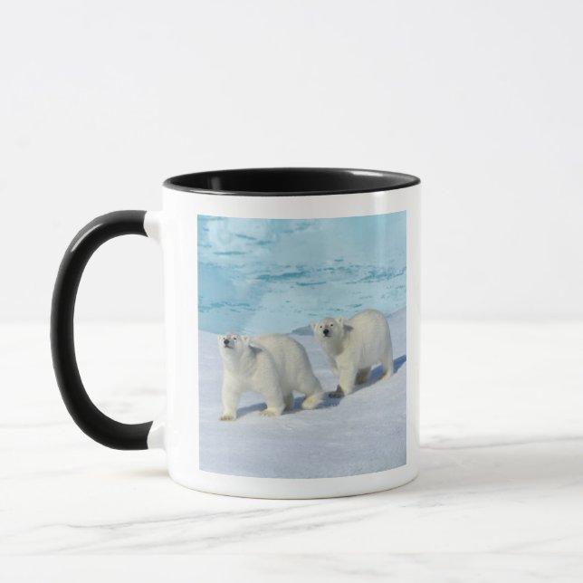 Polar bear, two cups on pack ice, Ursus (Left)