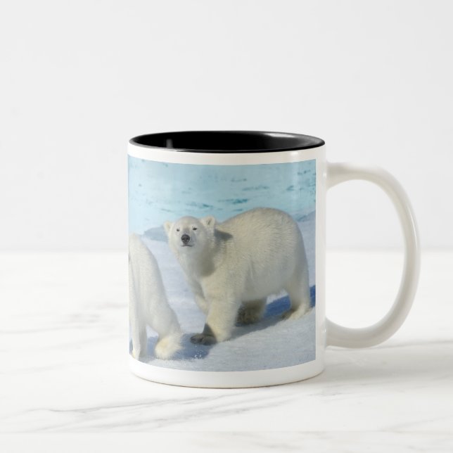 Polar bear, two cups on pack ice, Ursus (Right)