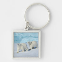 Polar bear, two cups on pack ice, Ursus