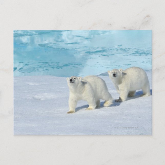 Polar bear, two cups on pack ice, Ursus Postcard (Front)