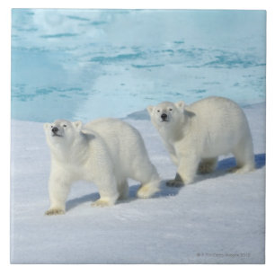 Polar bear, two cups on pack ice, Ursus Tile