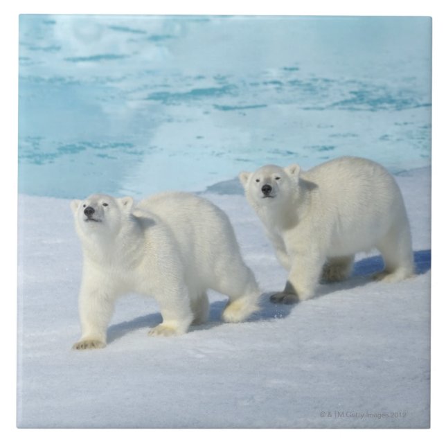 Polar bear, two cups on pack ice, Ursus Tile (Front)