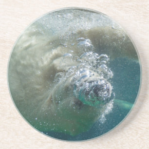 Polar bear underwater coaster