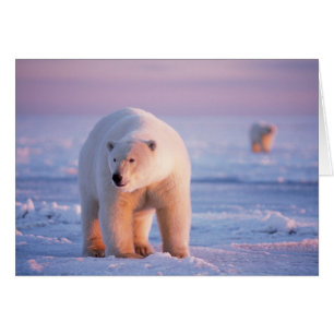 polar bear, Ursus maritimus