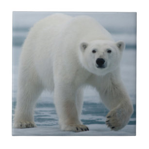 Polar Bear, Ursus Maritimus, Adult Ceramic Tile