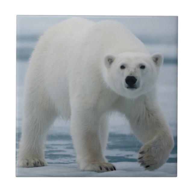 Polar Bear, Ursus Maritimus, Adult Ceramic Tile (Front)