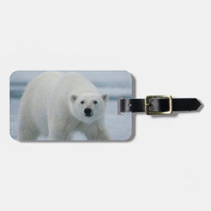 Polar Bear, Ursus Maritimus, Adult Luggage Tag