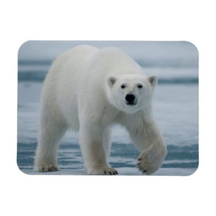 Polar Bear, Ursus Maritimus, Adult Magnet