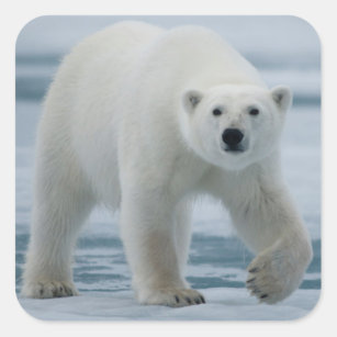 Polar Bear, Ursus Maritimus, Adult Square Sticker