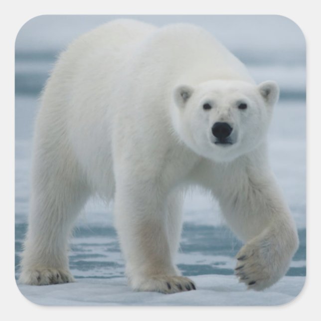 Polar Bear, Ursus Maritimus, Adult Square Sticker (Front)