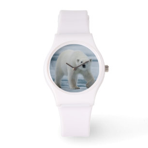 Polar Bear, Ursus Maritimus, Adult Watch