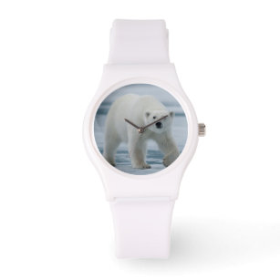 Polar Bear, Ursus Maritimus, Adult Watch