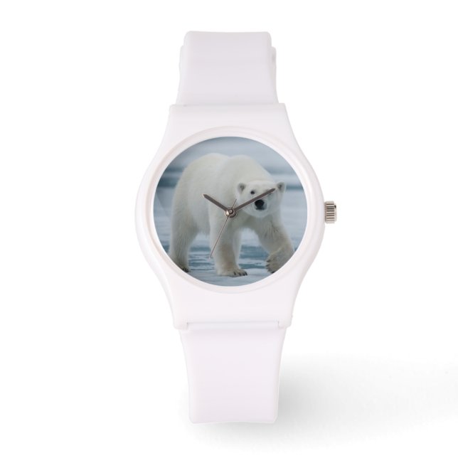 Polar Bear, Ursus Maritimus, Adult Watch (Front)