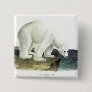 Polar Bear (Ursus Maritimus), Audubon's Quadrupeds 15 Cm Square Badge