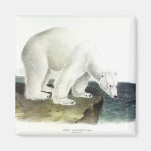 Polar Bear (Ursus Maritimus), Audubon's Quadrupeds Magnet