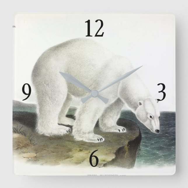 Polar Bear (Ursus Maritimus), Audubon's Quadrupeds Square Wall Clock (Front)