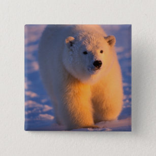 polar bear, Ursus maritimus, cub on the pack 15 Cm Square Badge