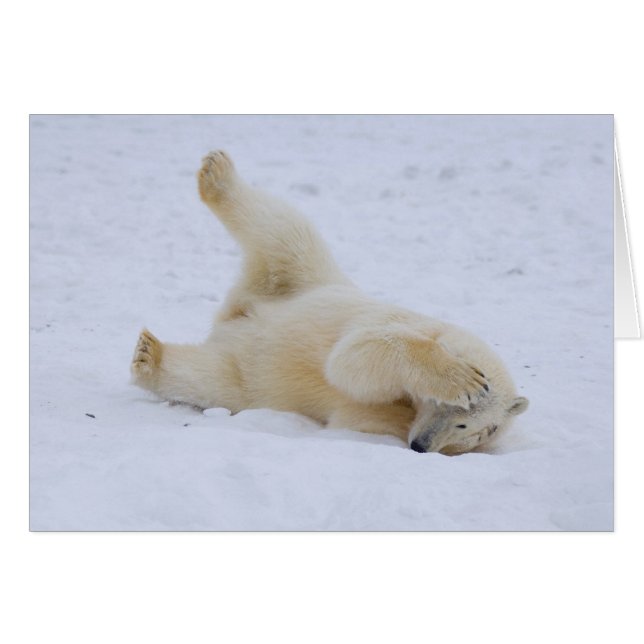 polar bear, Ursus maritimus, cub rolling (Front Horizontal)