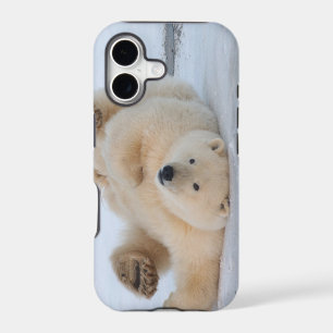 polar bear, Ursus maritimus, cub rolling 3