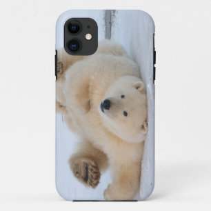 polar bear, Ursus maritimus, cub rolling 3 iPhone 11 Case