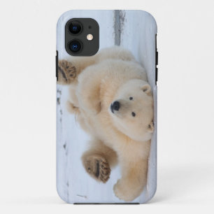 polar bear, Ursus maritimus, cub rolling 3 iPhone 11 Case