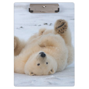 polar bear, Ursus maritimus, cub rolling 3 Clipboard