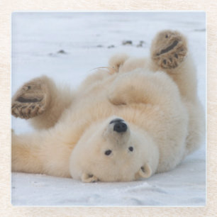 polar bear, Ursus maritimus, cub rolling 3 Glass Coaster
