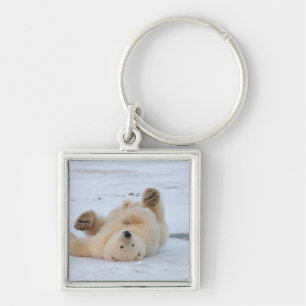 polar bear, Ursus maritimus, cub rolling 3 Key Ring