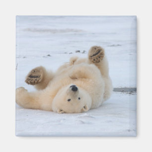 polar bear, Ursus maritimus, cub rolling 3 Magnet