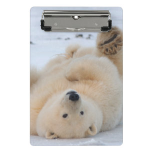 polar bear, Ursus maritimus, cub rolling 3 Mini Clipboard