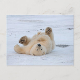 polar bear, Ursus maritimus, cub rolling 3 Postcard