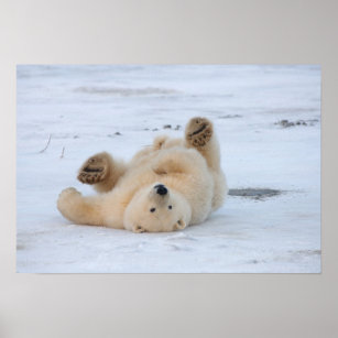 polar bear, Ursus maritimus, cub rolling 3 Poster