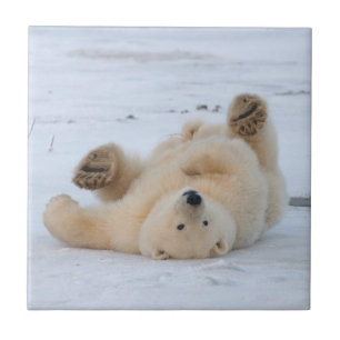 polar bear, Ursus maritimus, cub rolling 3 Tile