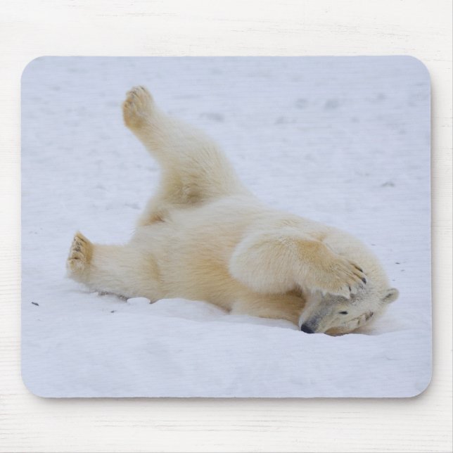 polar bear, Ursus maritimus, cub rolling Mouse Pad (Front)