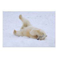 polar bear, Ursus maritimus, cub rolling