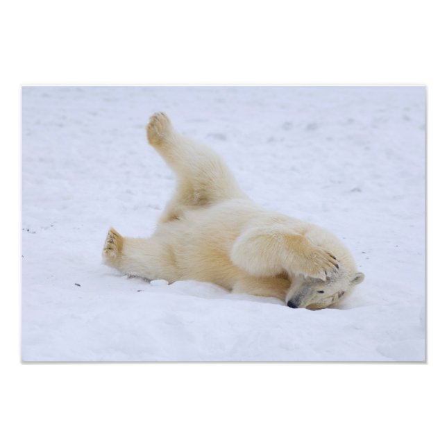 polar bear, Ursus maritimus, cub rolling Photo Print (Front)