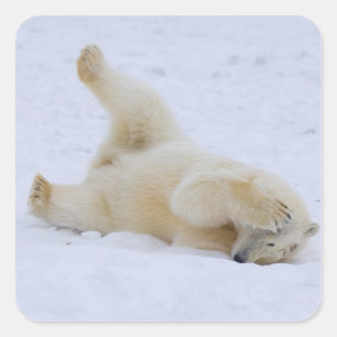 polar bear, Ursus maritimus, cub rolling Square Sticker