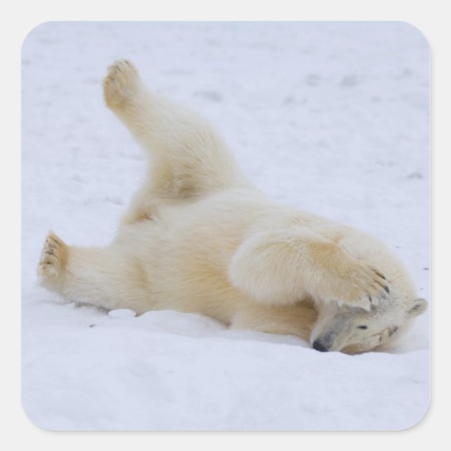 polar bear, Ursus maritimus, cub rolling Square Sticker (Front)