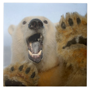 polar bear, Ursus maritimus, curiously looks Ceramic Tile