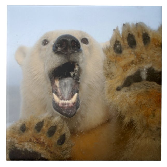polar bear, Ursus maritimus, curiously looks Ceramic Tile (Front)